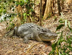 Half-Day Tour of Hartley’s Crocodile Adventures